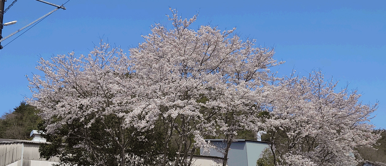 桜の植樹
